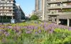 Pink Allium and other flowers surrounded by residential buildings